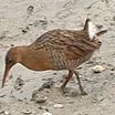Clapper Rail